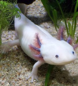 axolotl